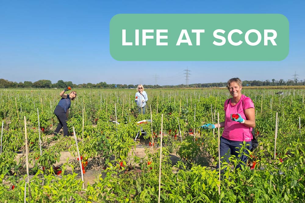 Three women in a field of tomatoes