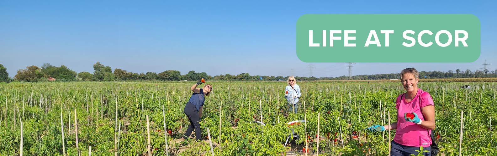 Three women in a field of tomatoes