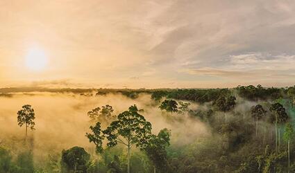 Sunrise over Borneo's forest