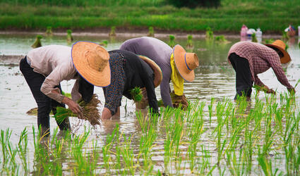 Cambodian-rice-field-workers-1000x667